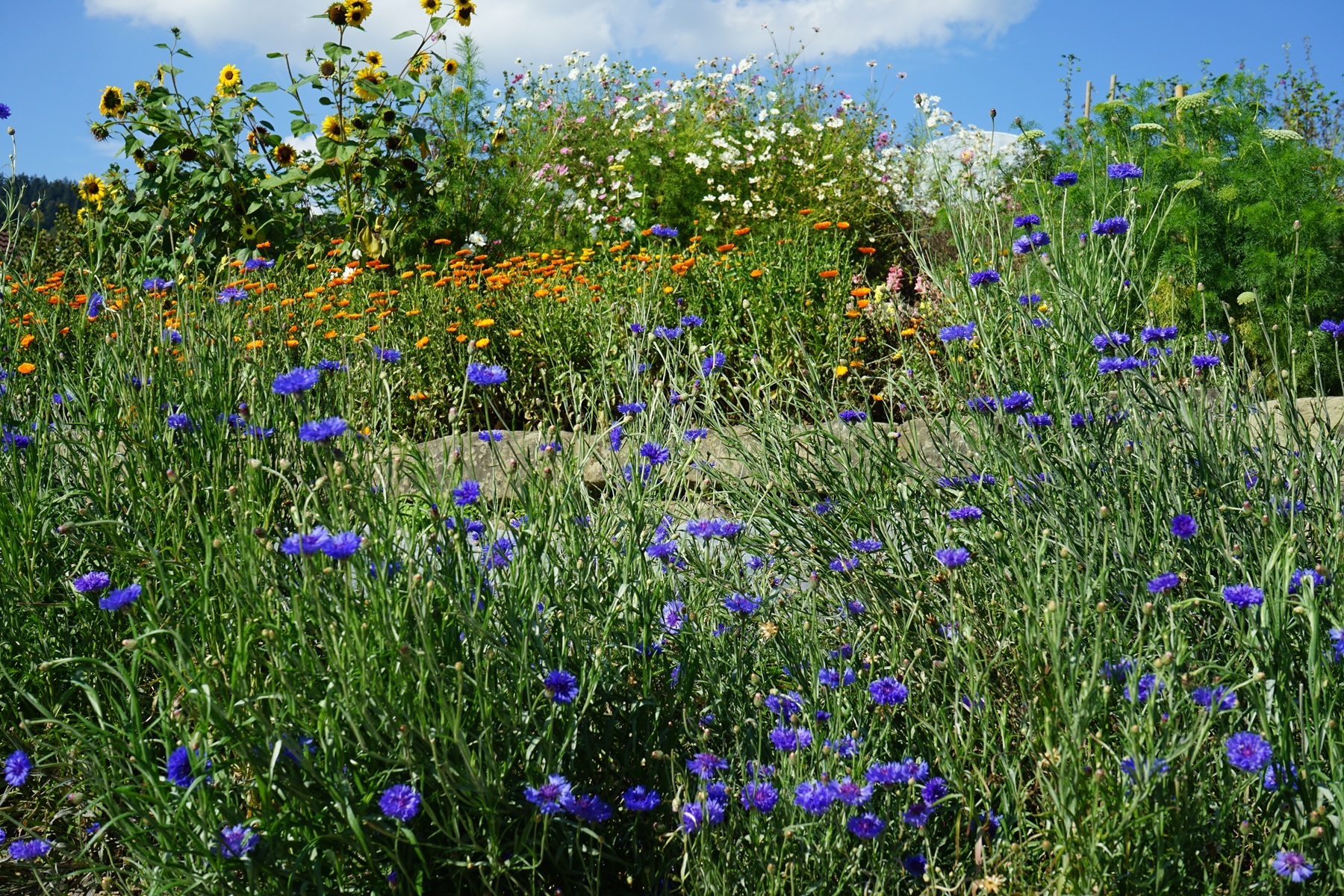 neuer Auftritt f&uuml;r unsere Teesorten