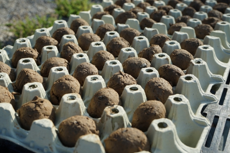 Seedballs_12(800x533).jpg